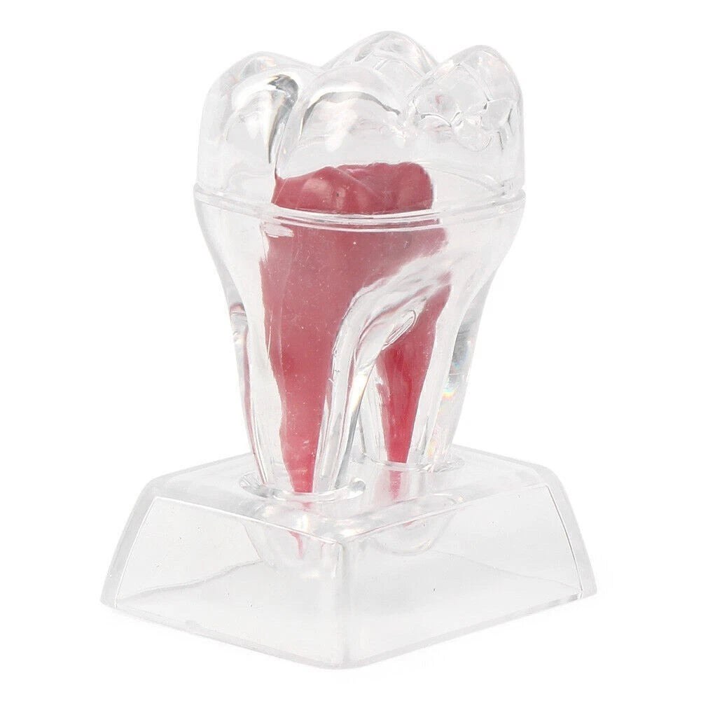 Dental Crystal Base Hard Plastic Tooth Molar Model Teaching Tool Kit