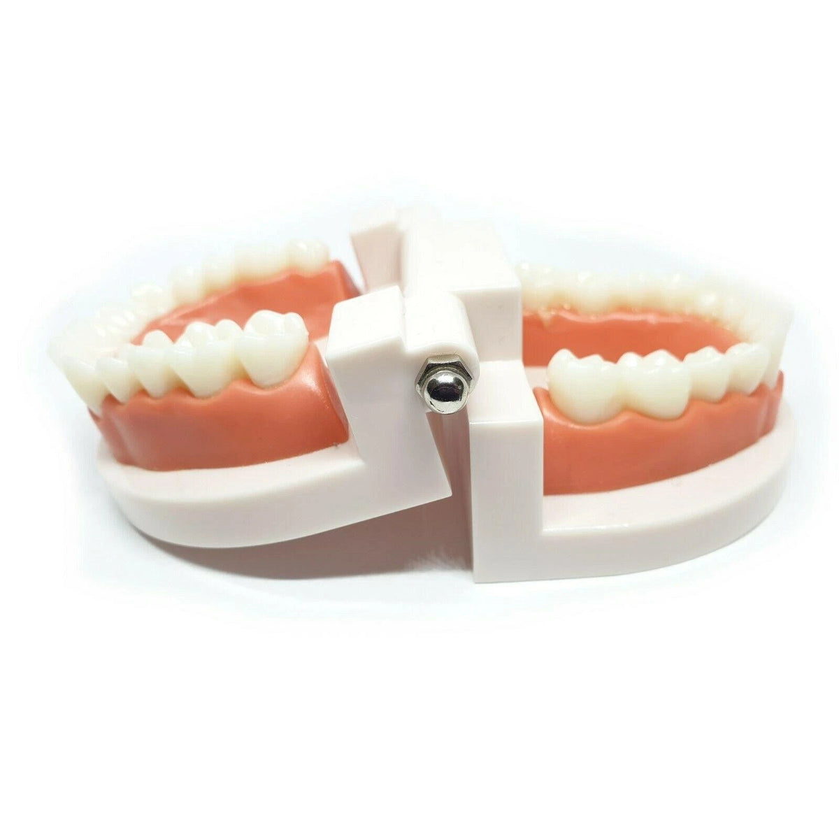 Typodont Teeth Model for Adult Education