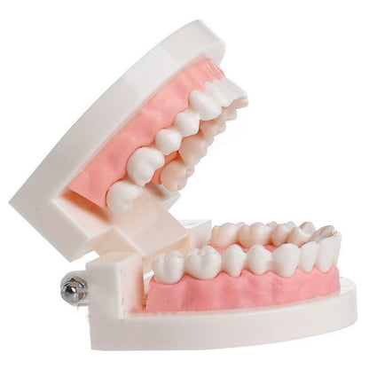 Dental Teaching Typodont Model for Adult Demonstration Display