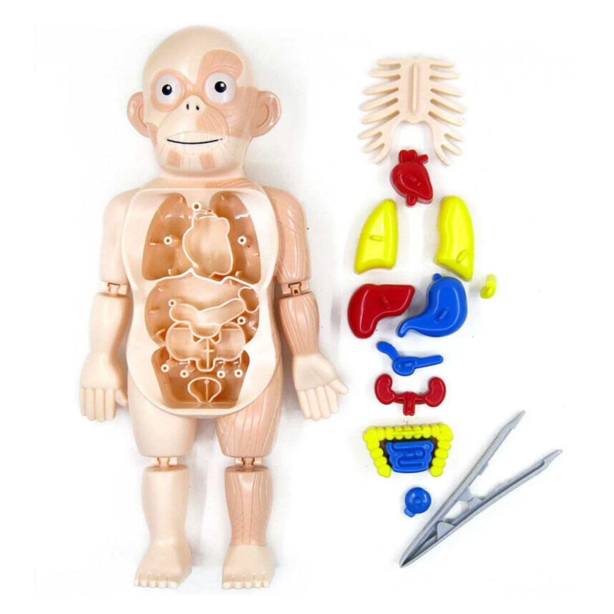 Human Body Anatomy Model Toy for Educational Purposes