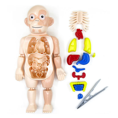 Human Body Anatomy Model Toy for Educational Purposes