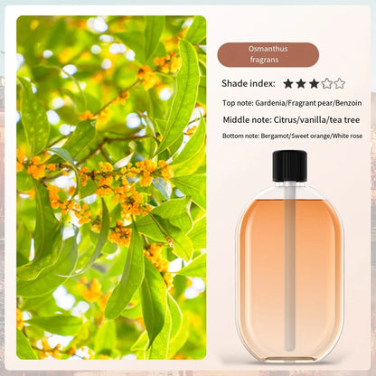Aromatherapy Essential Oils 40ml with Natural Floral and Herbal Extracts