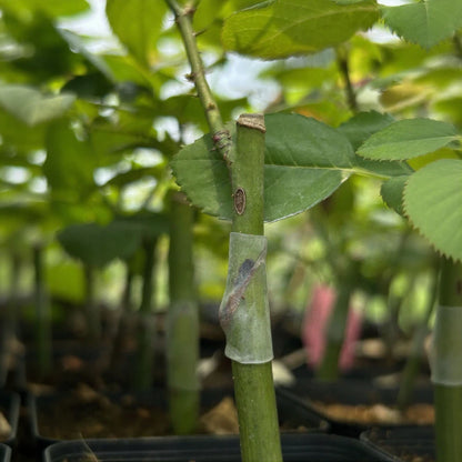 Grafting Sleeves for Fruit Trees - High Elasticity, Thin-Walled Design