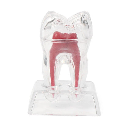 Dental Crystal Base Hard Plastic Tooth Molar Model Teaching Tool Kit