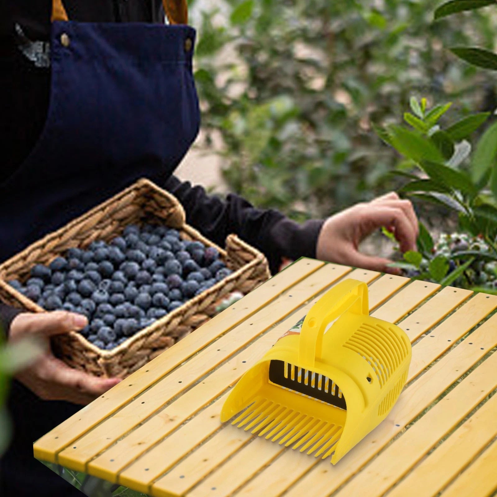 Blueberry Picker Tool for Efficient Harvesting (Large Capacity)