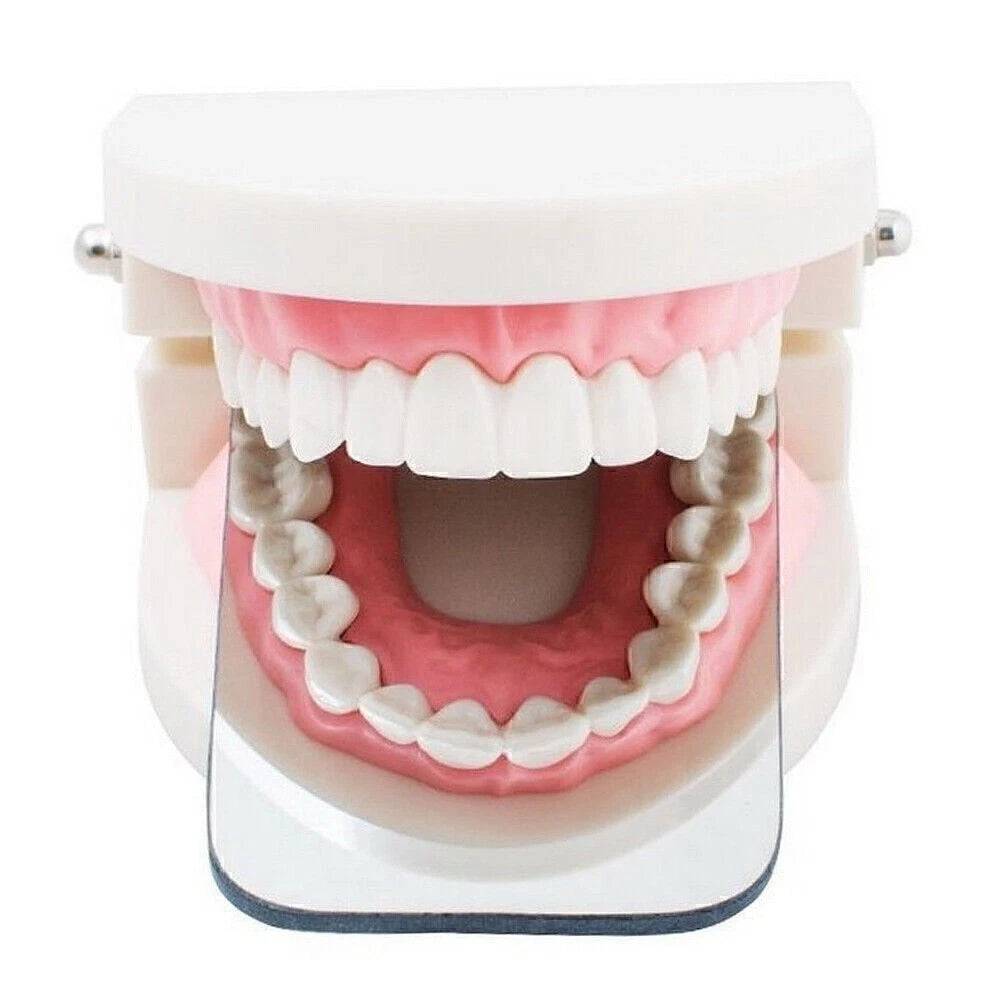 Dental Typodont Demonstration Model for Adult Teaching (Standard)
