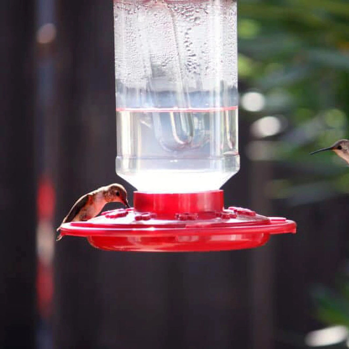 Hummingbird Feeder 32 oz for First Nature (993055446)