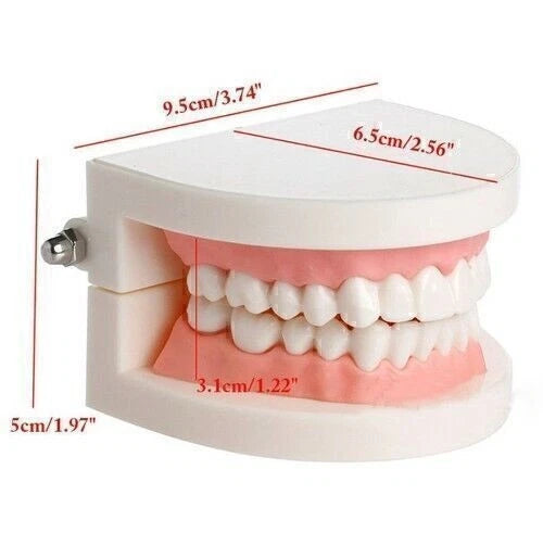 Dental Typodont Demonstration Model for Adult Teaching (Standard)