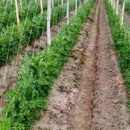 Plant Support Netting for Garden Vegetable Pea Bean