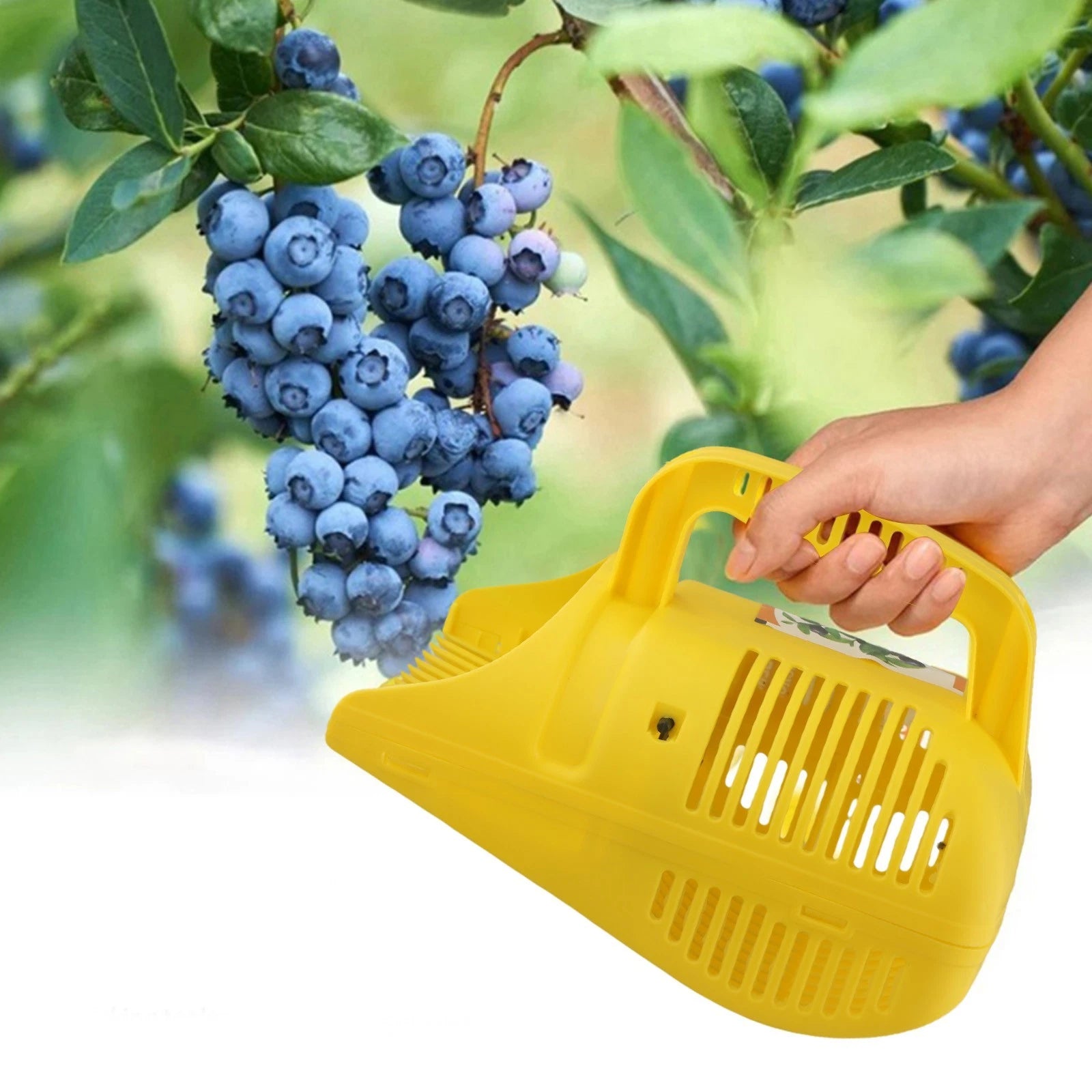 Blueberry Picker Tool for Efficient Harvesting (Large Capacity)
