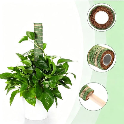 Natural Fiber Plant Support System for Pothos Monstera English Ivy