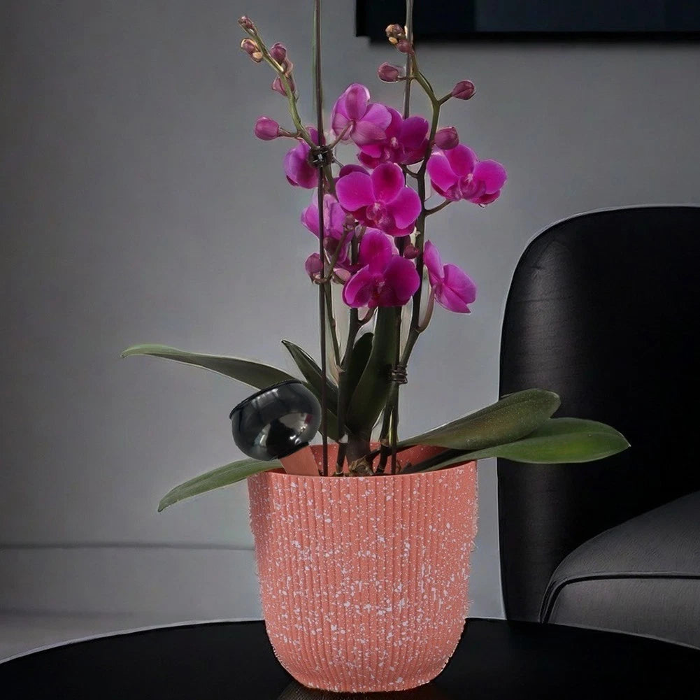 Automatic Watering Globes for Indoor Plants (Indoor Use)