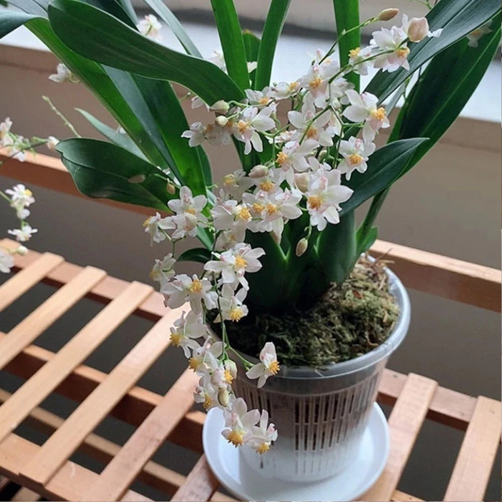 Set of 5 Clear ABS Orchid Pots with Drainage Holes