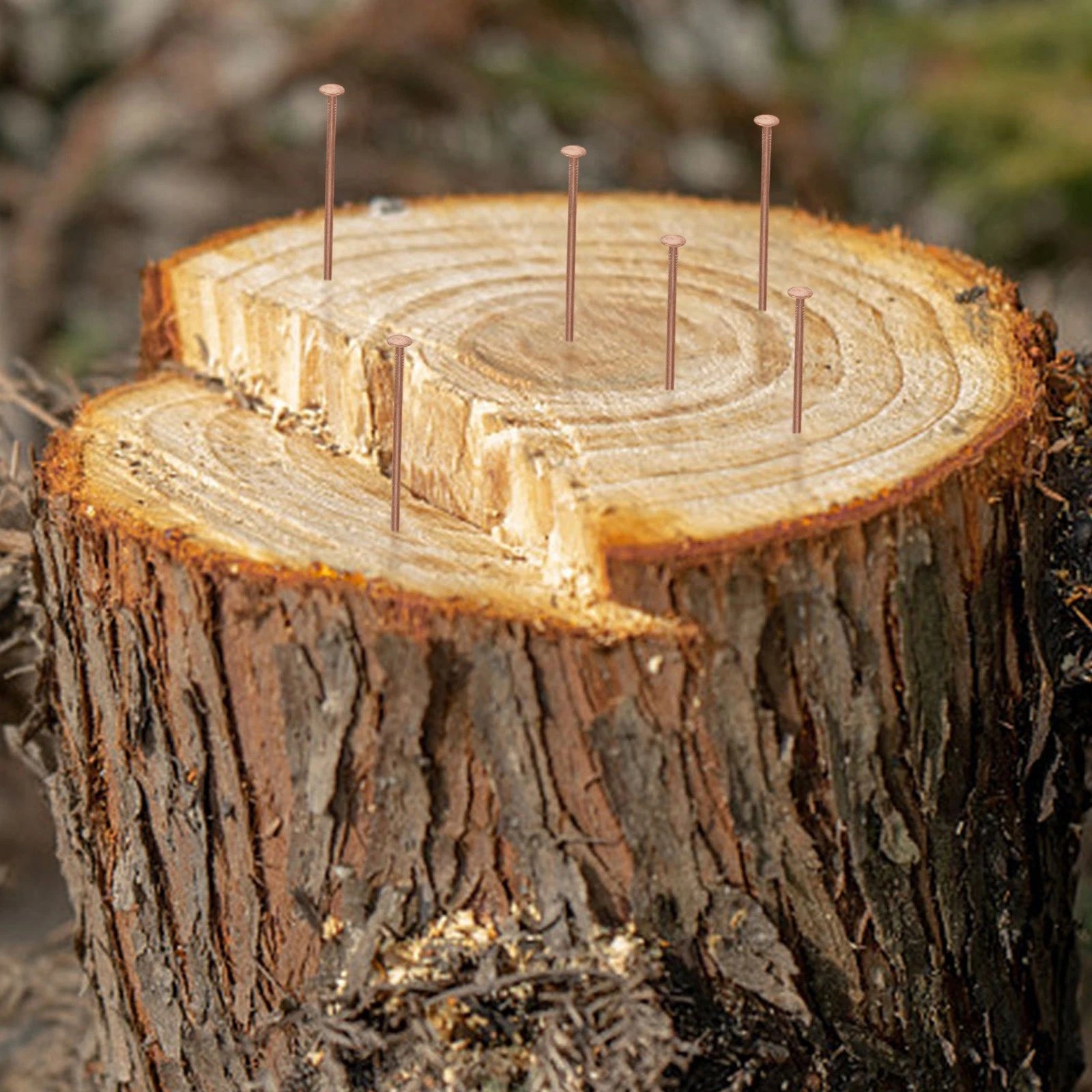 3 Inch Copper Nails for Tree Stump Removal (Effective Control)