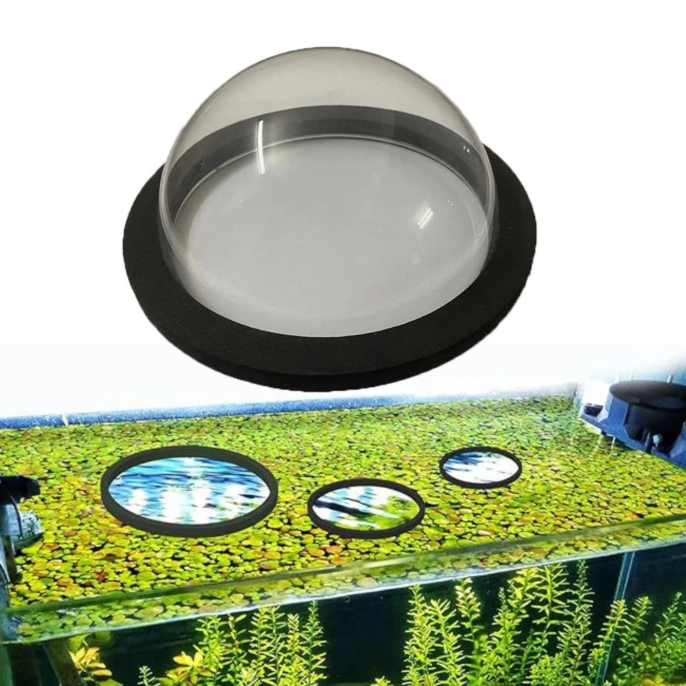 Acrylic Fish Enclosure for Outdoor Use