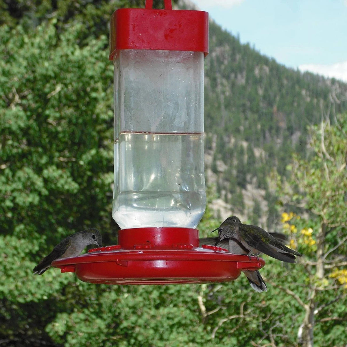 Hummingbird Feeder 32 oz for First Nature (993055446)