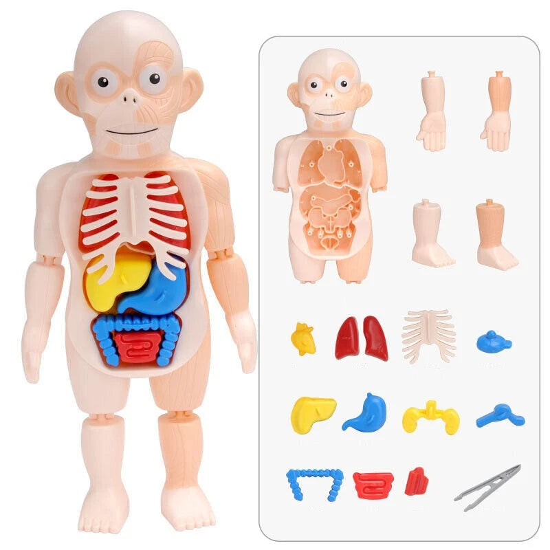 Human Body Anatomy Model Toy for Educational Purposes