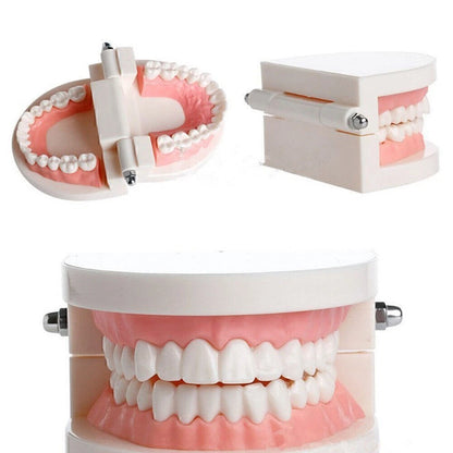 2X Dental Teaching Typodont Demonstration Teeth Model for Adult Education