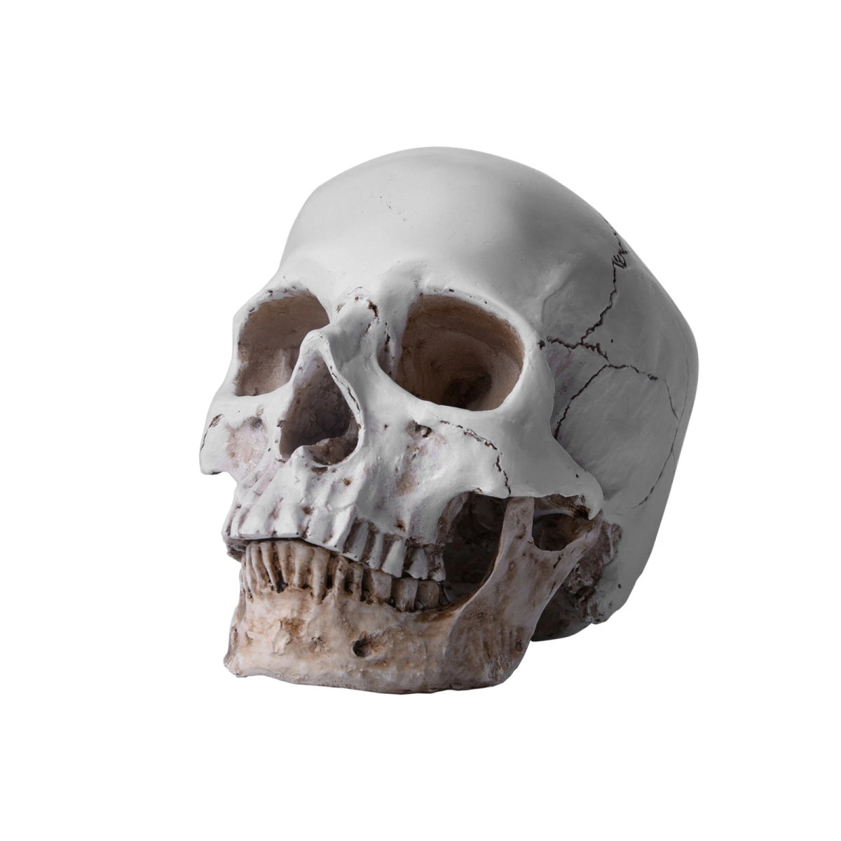 1:1 Resin Replica Human Skull Collectible Bar Decoration