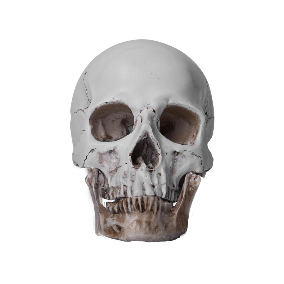 1:1 Resin Replica Human Skull Collectible Bar Decoration
