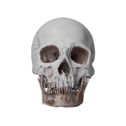 1:1 Resin Replica Human Skull Collectible Bar Decoration