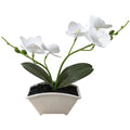 Plastic Phalaenopsis Orchid for Wedding Home Tabletop