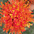 7 Piece Eucalyptus Camellia Daisy Artificial Flowers Home Decor Set