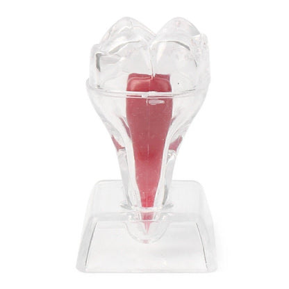 Dental Crystal Base Hard Plastic Tooth Molar Model Teaching Tool Kit
