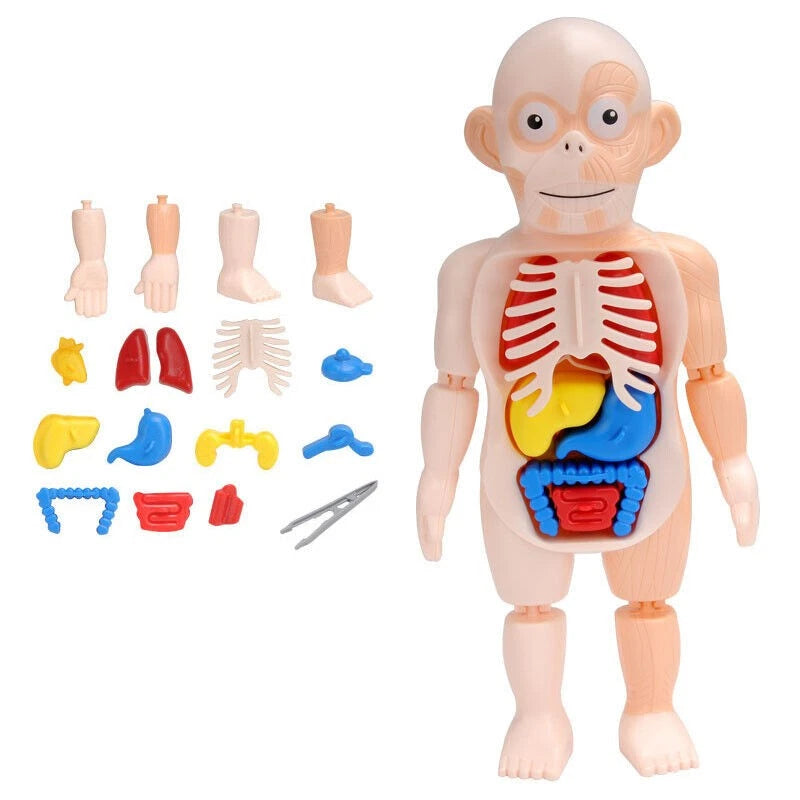 Human Body Anatomy Model Toy for Educational Purposes