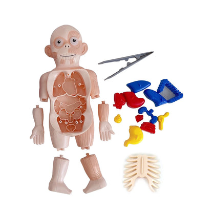 Human Body Anatomy Model Toy for Educational Purposes