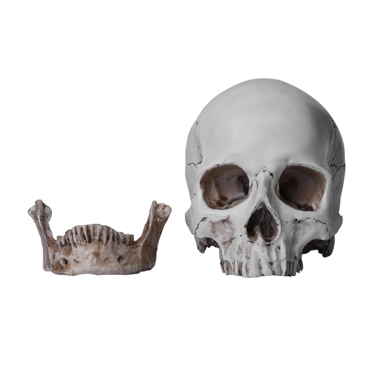 1:1 Resin Replica Human Skull Collectible Bar Decoration