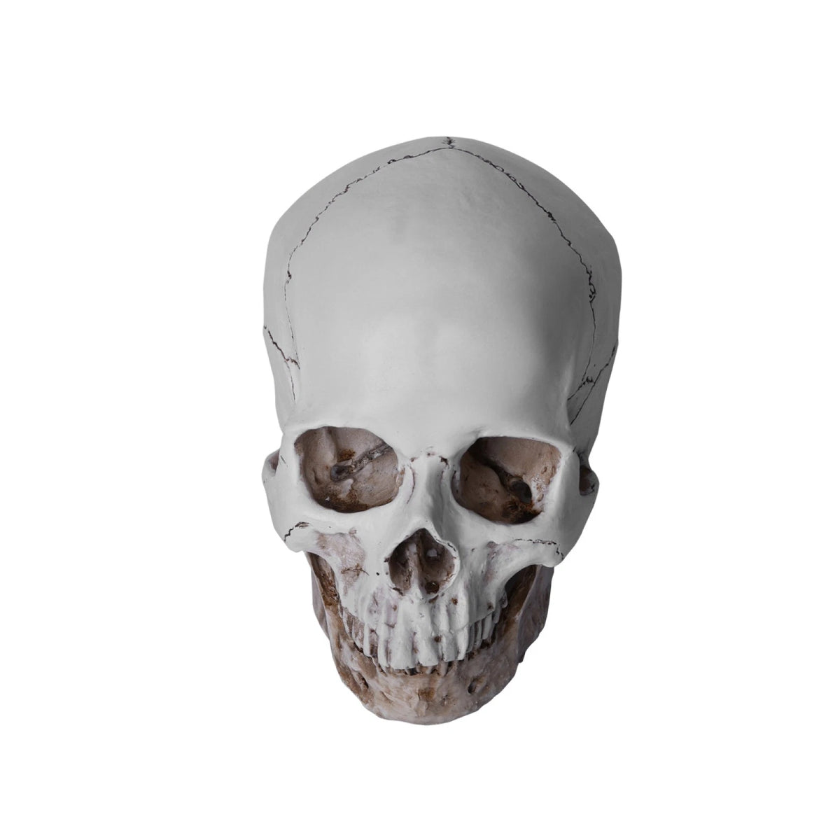 1:1 Resin Replica Human Skull Collectible Bar Decoration