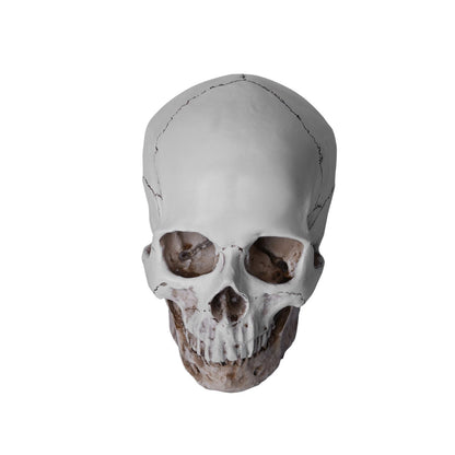 1:1 Resin Replica Human Skull Collectible Bar Decoration