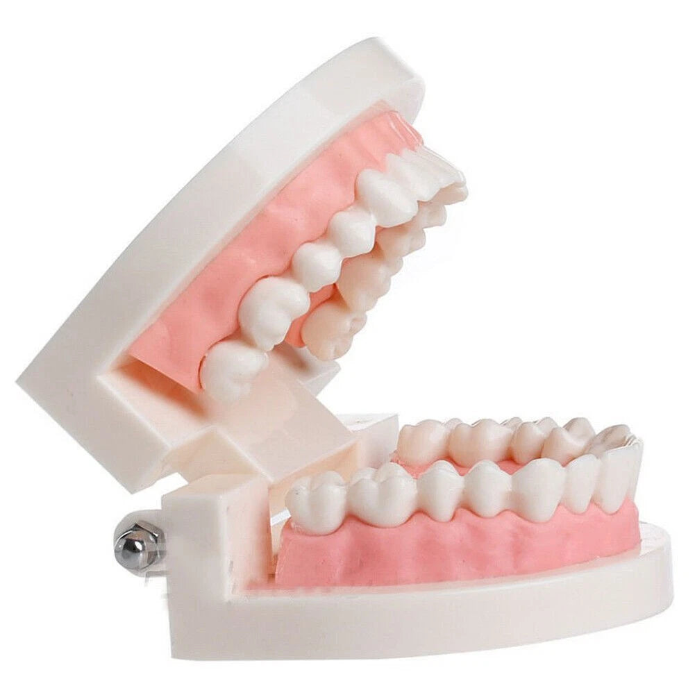 Dental Typodont Demonstration Model for Adult Teaching (Standard)