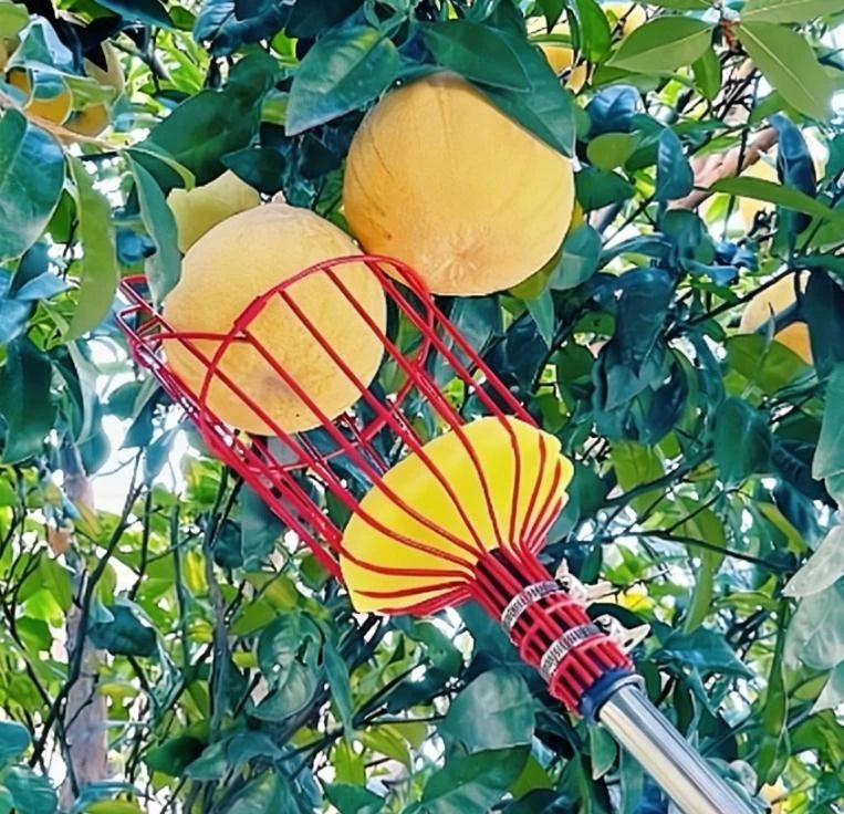 Extendable Fruit Harvesting Tool for Orange Persimmon Peach Pear Trees