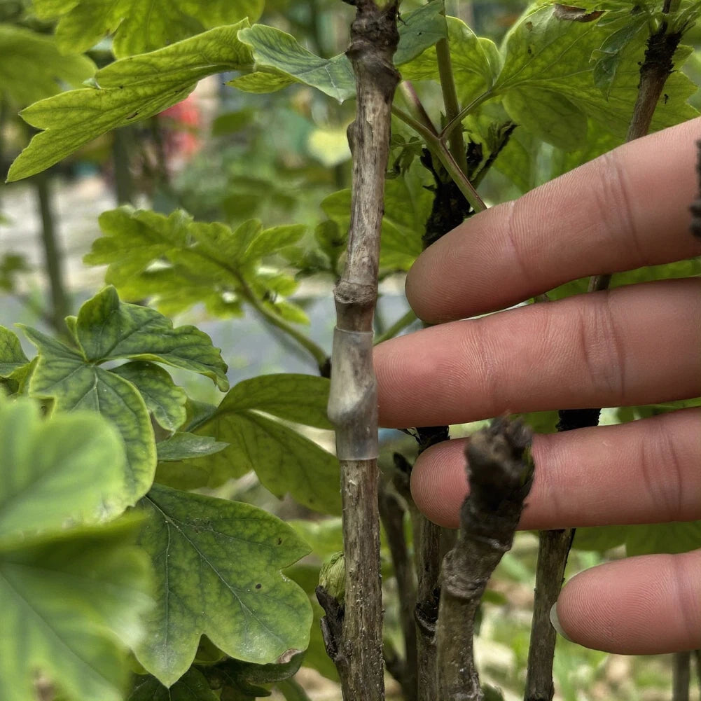 Grafting Sleeves for Fruit Trees - High Elasticity, Thin-Walled Design