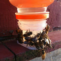 3 Pcs Bee Drinking Fountain Water Feeding Equipment Tools