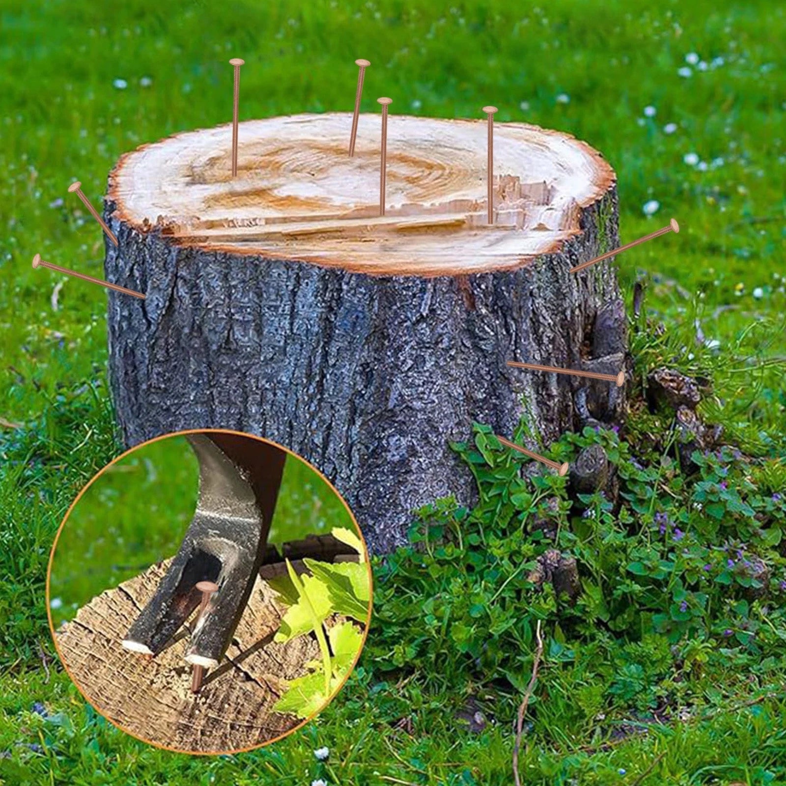 3 Inch Copper Nails for Tree Stump Removal (Effective Control)